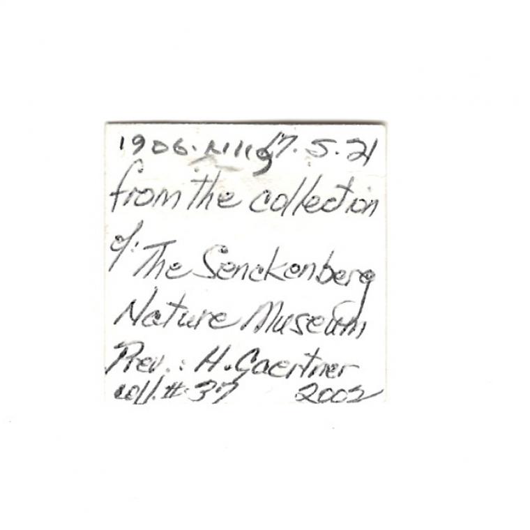 ELBAITE var. Indicolite