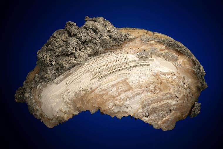 CALCITE in Shell Fossil (Mercenaria Permagna)