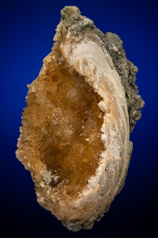 CALCITE in Shell Fossil (Mercenaria Permagna)