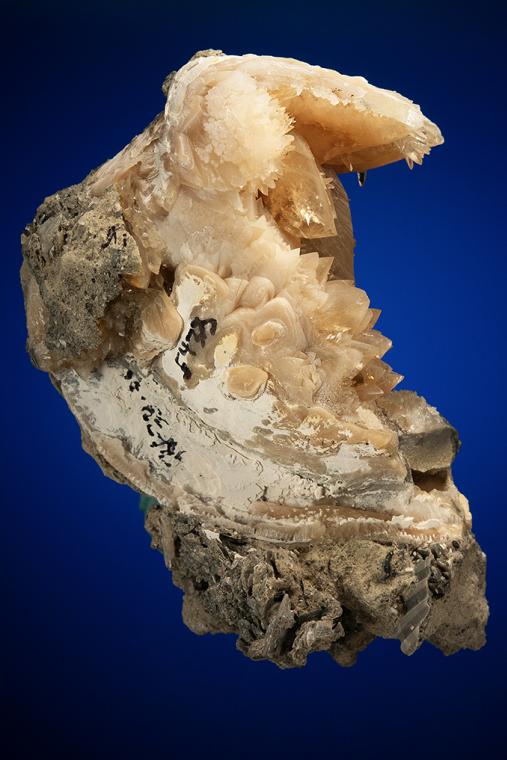 CALCITE in Shell Fossil (Mercenaria Permagna)