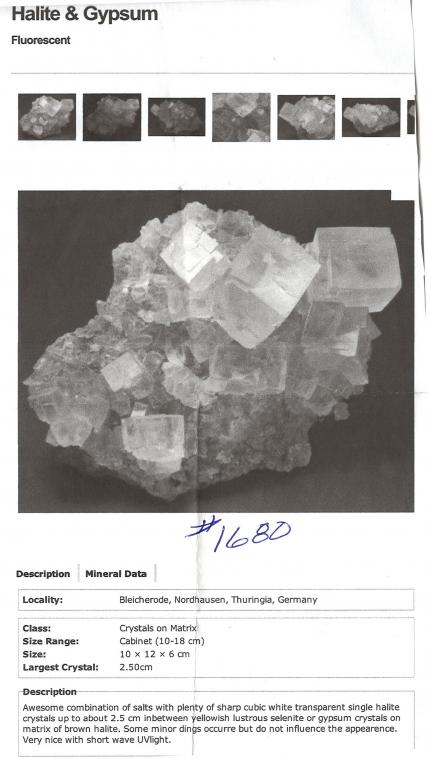 HALITE